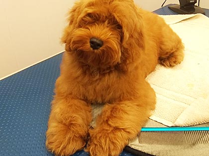 grooming for puppies in lee on the solent